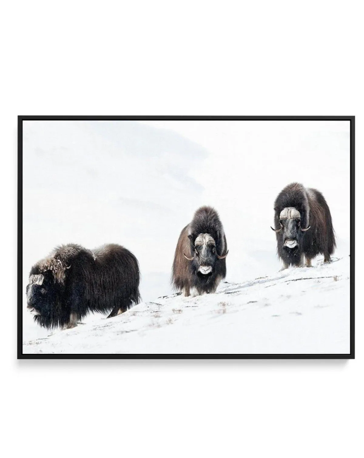 Arctic Ox | Framed Canvas