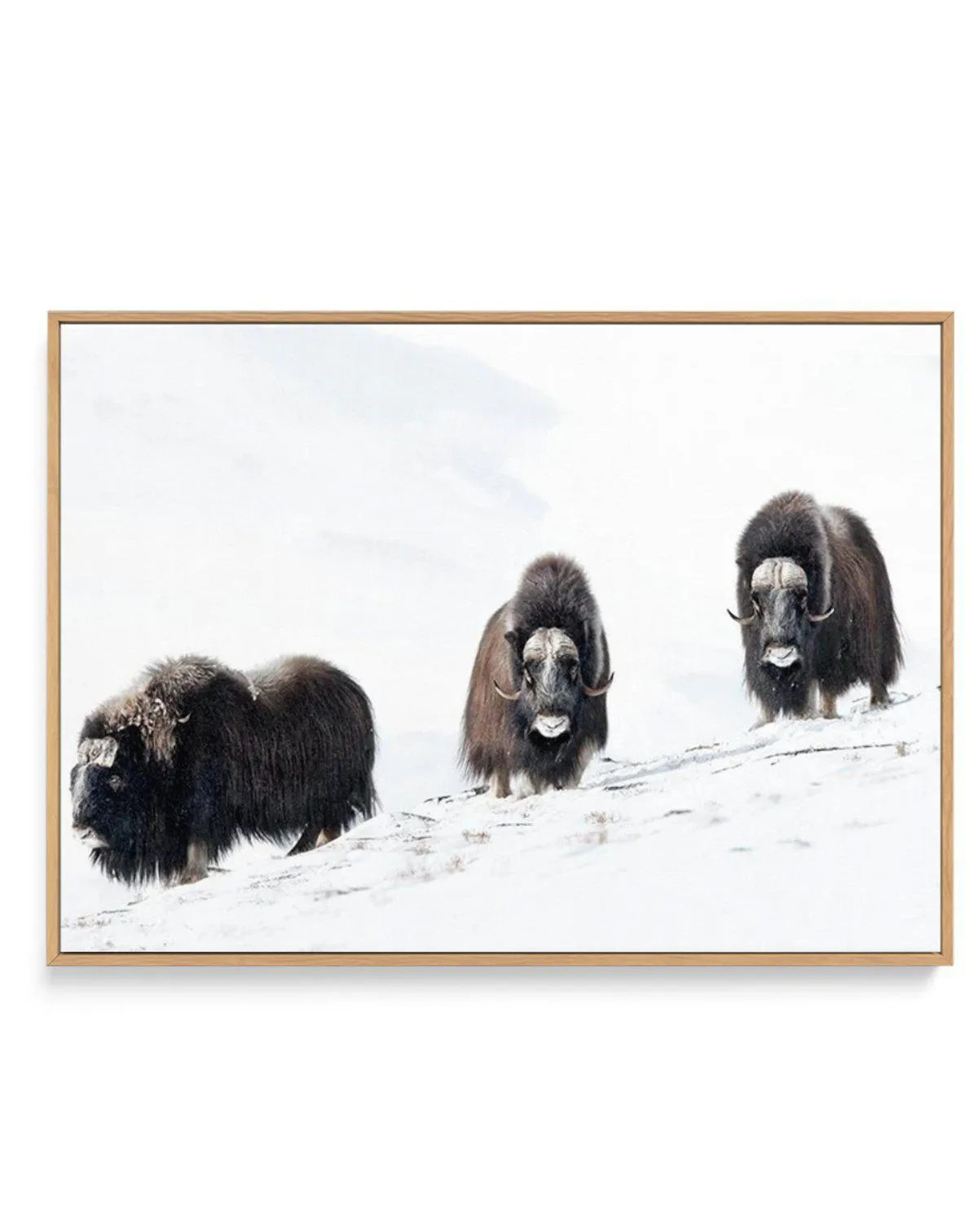 Arctic Ox | Framed Canvas