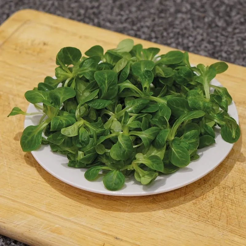 Eco-Friendly Salad Seed Kit - Non GMO Plastic-Free - 15 Premium Seed Varieties