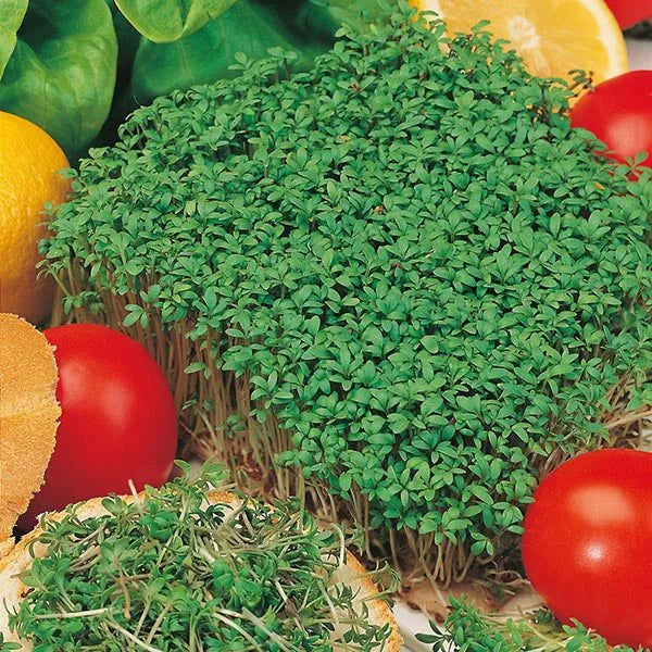 Eco-Friendly Salad Seed Kit - Non GMO Plastic-Free - 15 Premium Seed Varieties