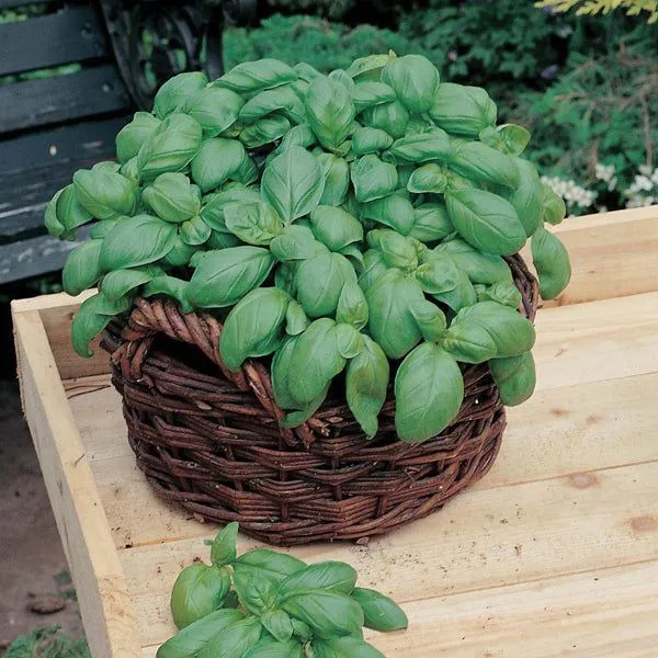 Eco-Friendly Salad Seed Kit - Non GMO Plastic-Free - 15 Premium Seed Varieties