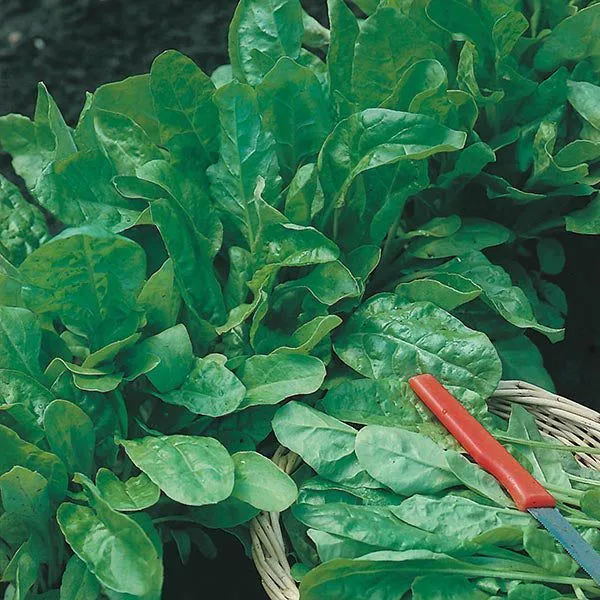 Eco-Friendly Salad Seed Kit - Non GMO Plastic-Free - 15 Premium Seed Varieties