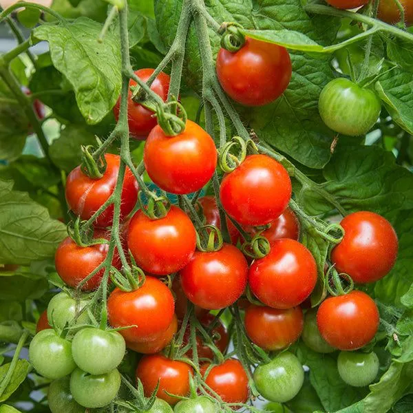 Eco-Friendly Salad Seed Kit - Non GMO Plastic-Free - 15 Premium Seed Varieties