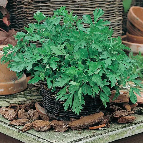 Eco-Friendly Salad Seed Kit - Non GMO Plastic-Free - 15 Premium Seed Varieties