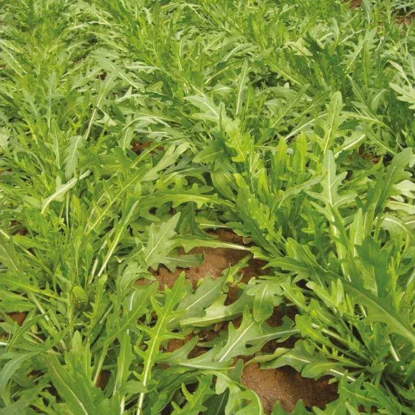 Eco-Friendly Salad Seed Kit - Non GMO Plastic-Free - 15 Premium Seed Varieties
